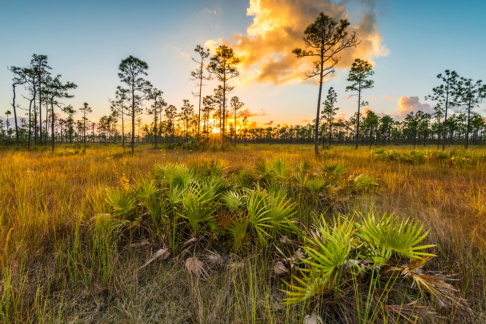 Long Pine Key